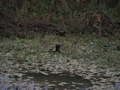 Hydrictis maculicollis