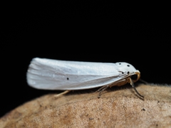 Ilemodes astriga