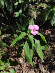 Impatiens macrovexilla
