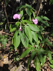 Impatiens macrovexilla