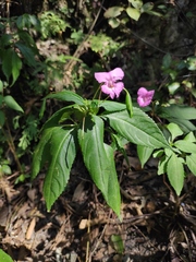 Impatiens macrovexilla