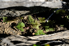 Pelargonium articulatum