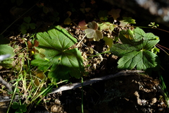 Pelargonium articulatum