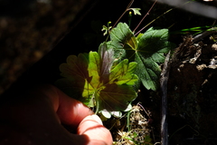 Pelargonium articulatum