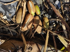 Akebia trifoliata