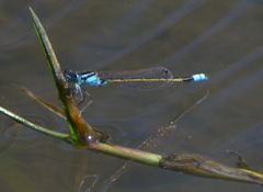 Ischnura heterosticta