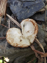 Akebia trifoliata