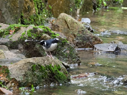 Slaty-backed Forktail (Enicurus schistaceus), photo 3