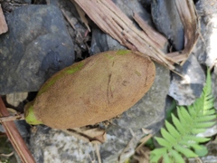 Akebia trifoliata