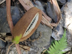 Akebia trifoliata