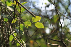 Akebia trifoliata