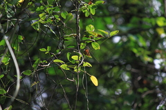 Akebia trifoliata