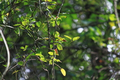 Akebia trifoliata