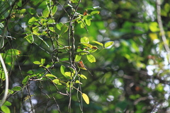 Akebia trifoliata