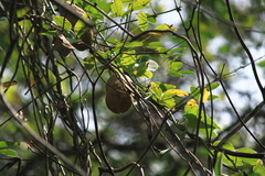 Akebia trifoliata