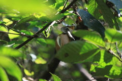Akebia trifoliata
