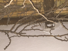 Phyllodactylus unctus