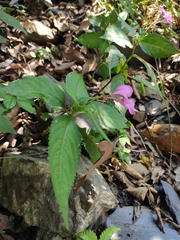 Impatiens macrovexilla