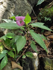 Impatiens macrovexilla