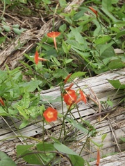 Ipomoea coccinea