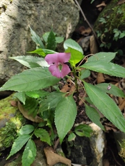 Impatiens macrovexilla