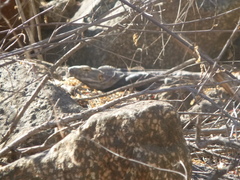 Ctenosaura macrolopha