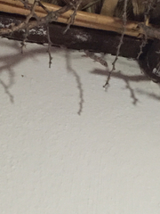 Phyllodactylus unctus