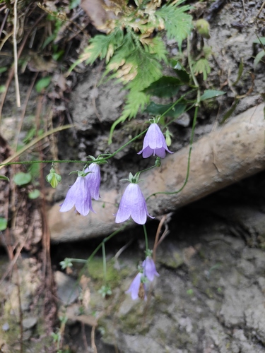 Adenophora stricta iNat (2)