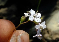 Polycarena filiformis