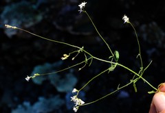 Polycarena filiformis