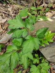 Artemisia lactiflora
