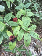 Viburnum urceolatum
