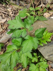 Artemisia lactiflora