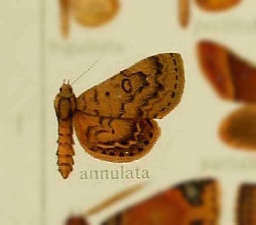 Idia annulata