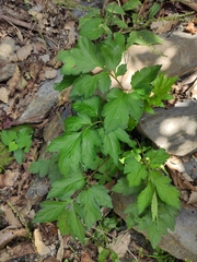 Artemisia lactiflora