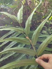 Menisciopsis penangiana