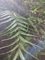 Menisciopsis penangiana
