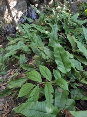 Neocheiropteris ovata