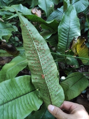 Neocheiropteris ovata