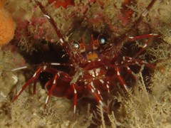 Panulirus longipes bispinosus