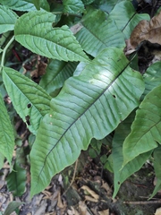 Neocheiropteris ovata