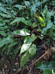 Neocheiropteris ovata