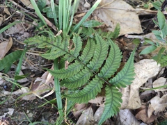 Anisocampium sheareri