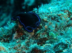 Pseudoceros caeruleocinctus