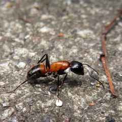 Camponotus obscuripes