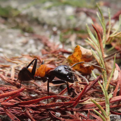 Camponotus obscuripes