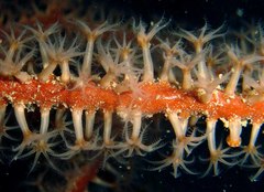 Subergorgia suberosa