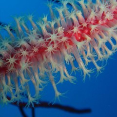 Subergorgia suberosa