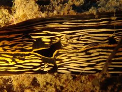 Atrina vexillum