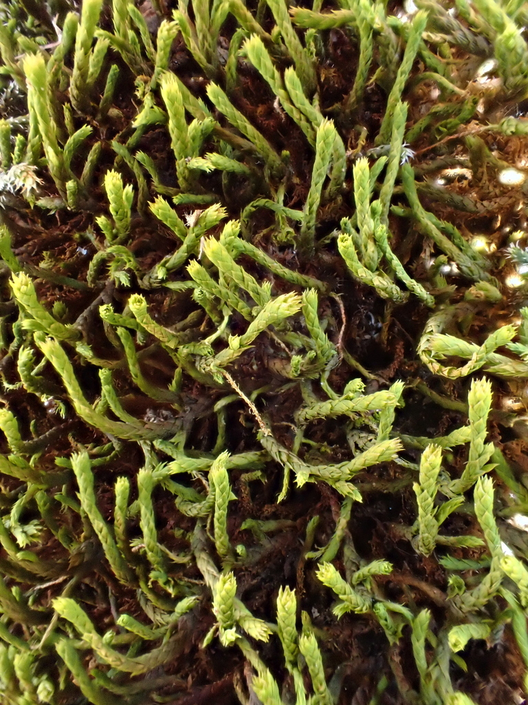 Braunia alopecura